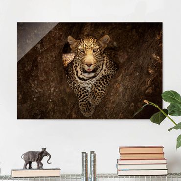 Glasbild - Leopard ruht auf einem Baum - Quer 3:2