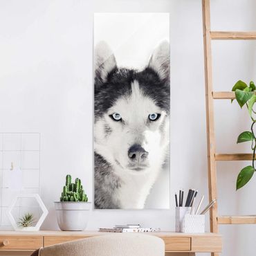Glasbild - Husky Portrait - Hochformat