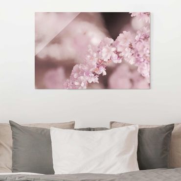 Glasbild - Kirschblüte im Violetten Licht - Querformat