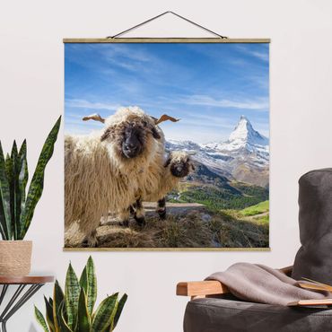 Stoffbild mit Posterleisten - Schwarznasenschafe von Zermatt - Quadrat 1:1