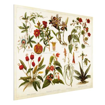 Forex Fine Art Print - Vintage Lehrtafel Tropische Botanik II - Querformat 3:4