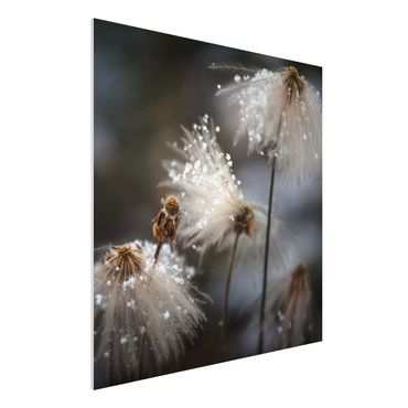 Forex Fine Art Print - Pusteblumen mit Schneeflocken - Quadrat 1:1