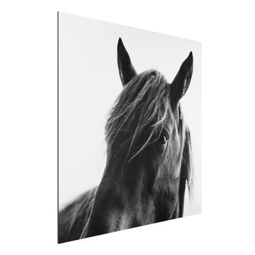 Aluminium Print - Neugieriges Pferd - Quadrat 1:1