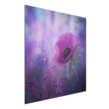 Alu-Dibond Bild - Anemonenblüte in Violett