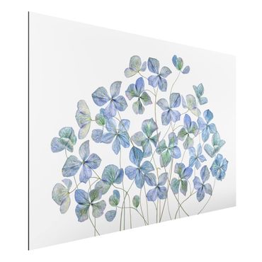 Aluminium Print - Blaue Hortensienblüten - Querformat 2:3