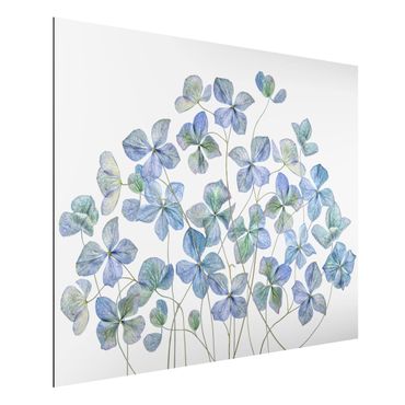 Aluminium Print - Blaue Hortensienblüten - Querformat 3:4