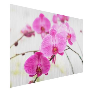 Alu-Dibond Bild - Nahaufnahme Orchidee