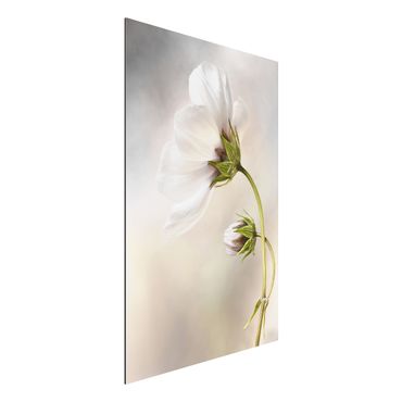 Alu-Dibond Bild - Himmlischer Blütentraum