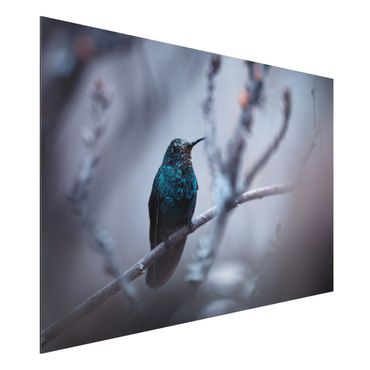 Alu-Dibond Bild - Kolibri im Winter