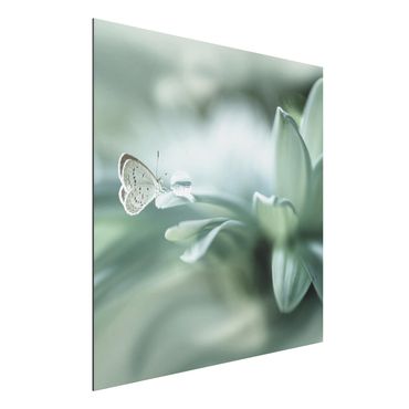 Aluminium Print - Schmetterling und Tautropfen in Pastellgrün - Quadrat 1:1