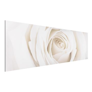 Alu-Dibond Bild - Pretty White Rose