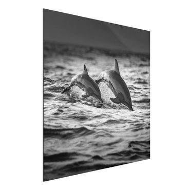 Aluminium Print - Zwei springende Delfine - Quadrat 1:1