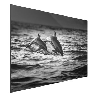 Aluminium Print - Zwei springende Delfine - Querformat 2:3