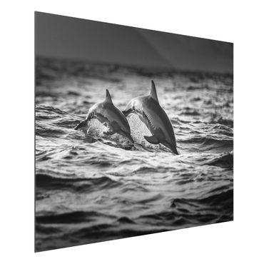 Aluminium Print - Zwei springende Delfine - Querformat 3:4