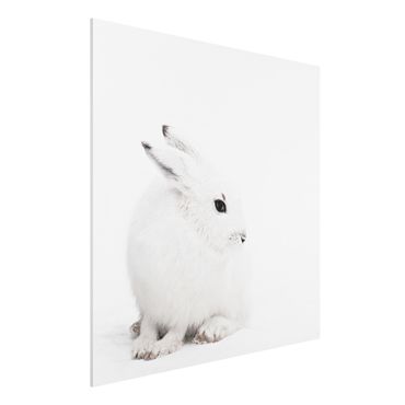 Forex Fine Art Print - Arktischer Hase - Quadrat 1:1