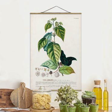 Stoffbild mit Posterleisten - Vintage Botanik Illustration Kakao - Hochformat 2:3