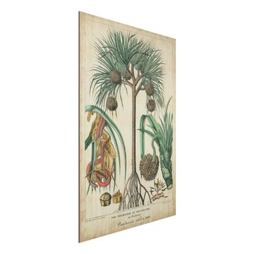 Aluminium Print gebürstet - Vintage Lehrtafel Exotische palmen I - Hochformat 3:2
