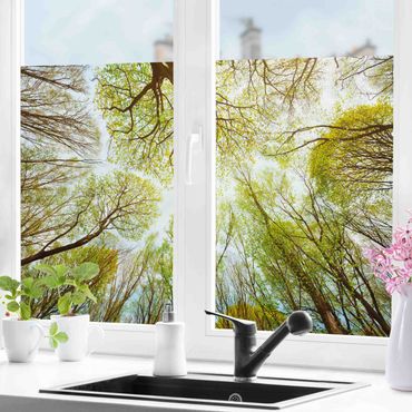 Fensterfolie - Sichtschutz - Blick in Baumkronen - Fensterbilder