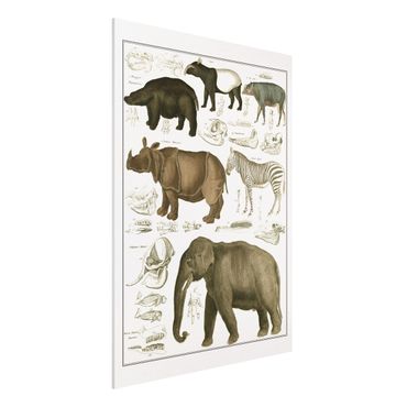 Forex Fine Art Print - Vintage Lehrtafel Elefant, Zebra und Nashorn - Hochformat 4:3