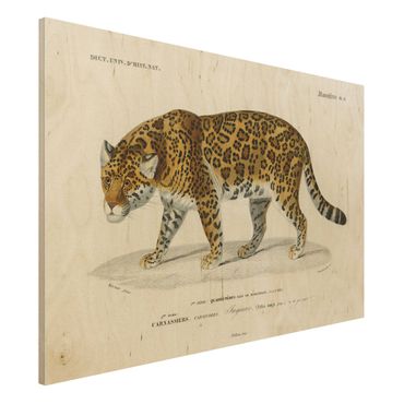 Holzbild - Vintage Lehrtafel Jaguar - Querformat 2:3