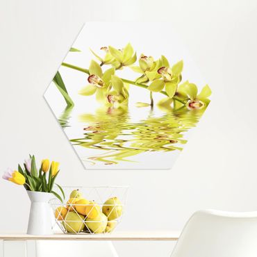 Hexagon Bild Forex - Elegant Orchid Waters