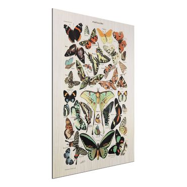 Aluminium Print gebürstet - Vintage Lehrtafel Schmetterlinge und Falter - Hochformat 4:3
