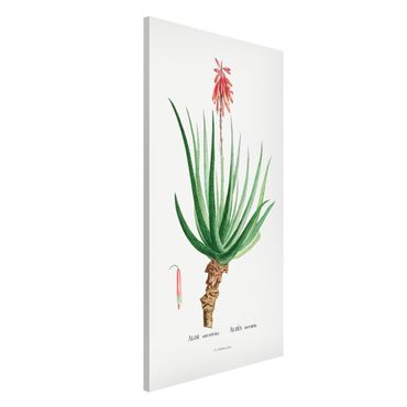 Magnettafel - Botanik Vintage Illustration Aloe Rosa Blüte - Memoboard Hochformat 4:3
