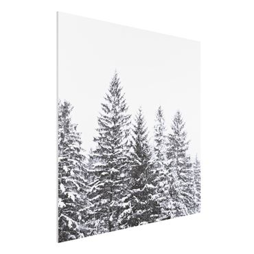 Forex Fine Art Print - Dunkle Winterlandschaft - Quadrat 1:1