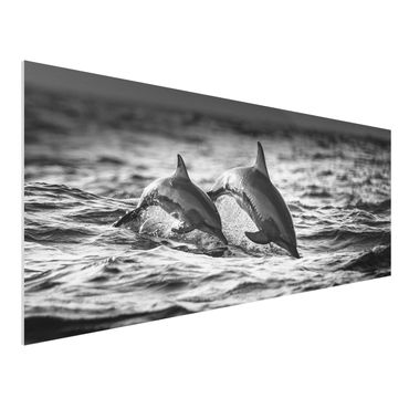 Forex Fine Art Print - Zwei springende Delfine - Panorama