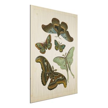 Aluminium Print gebürstet - Vintage Illustration Exotische Schmetterlinge II - Hochformat 4:3