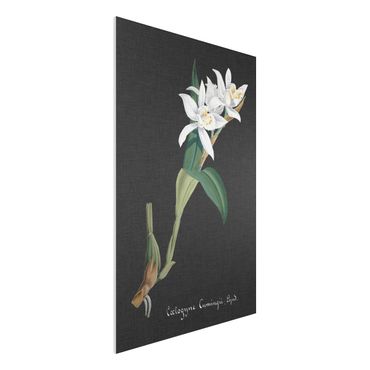 Forex Fine Art Print - Weiße Orchidee auf Leinen II - Hochformat 3:2