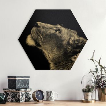 Hexagon Bild Alu-Dibond - Portrait einer Löwin