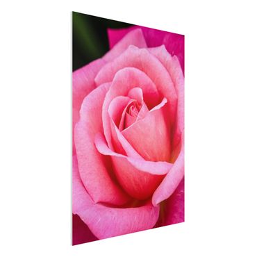 Forex Fine Art Print - Pinke Rosenblüte vor Grün - Hochformat 4:3