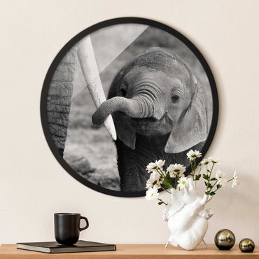 Rundes Gerahmtes Bild - Elefantenbaby