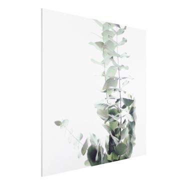 Forex Fine Art Print - Eukalyptus im Weißen Licht - Quadrat 1:1