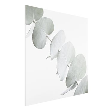Forex Fine Art Print - Eukalyptuszweig im Weißen Licht - Quadrat 1:1