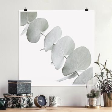 Poster - Eukalyptuszweig im Weißen Licht - Quadrat 1:1