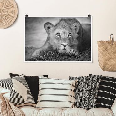 Poster - Lurking Lionbaby - Querformat 2:3