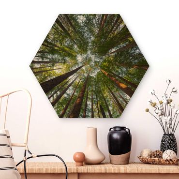 Hexagon Bild Holz - Mammutbaum Baumkronen