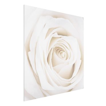 Forexbild - Pretty White Rose