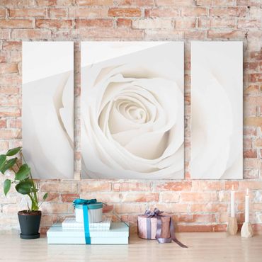 Glasbild mehrteilig - Pretty White Rose 3-teilig
