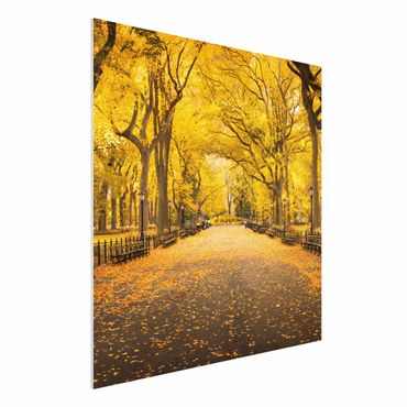 Forex Fine Art Print - Herbst im Central Park - Quadrat 1:1