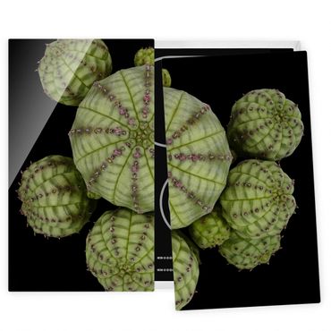 Herdabdeckplatte Glas - Euphorbia - Seeigelwolfsmilch - 52x60cm