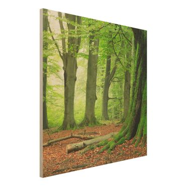 Holz Wandbild - Mighty Beech Trees - Quadrat 1:1
