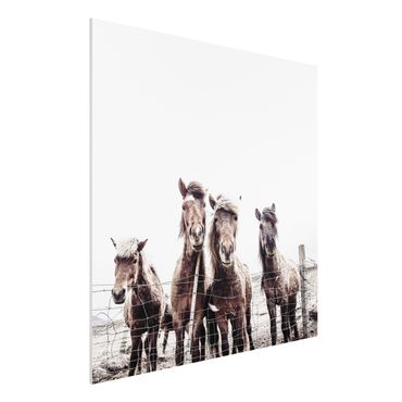 Forex Fine Art Print - Island Pferde - Quadrat 1:1
