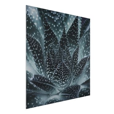 Forex Fine Art Print - Kaktus mit Sternpunkten bei Nacht - Quadrat 1:1