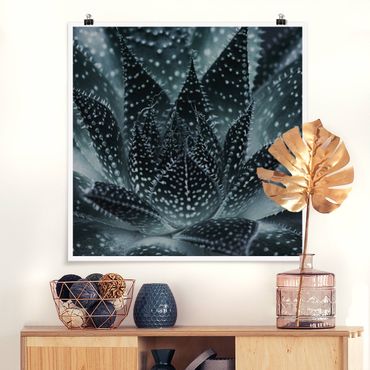 Poster - Kaktus mit Sternpunkten bei Nacht - Quadrat 1:1