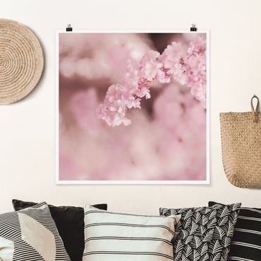 Poster - Kirschblüte im Violetten Licht - Quadrat 1:1