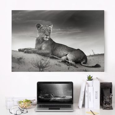 Leinwandbild Schwarz-Weiß - Resting Lion - Quer 3:2