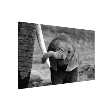 Magnettafel - Elefantenbaby - Memoboard Quer
